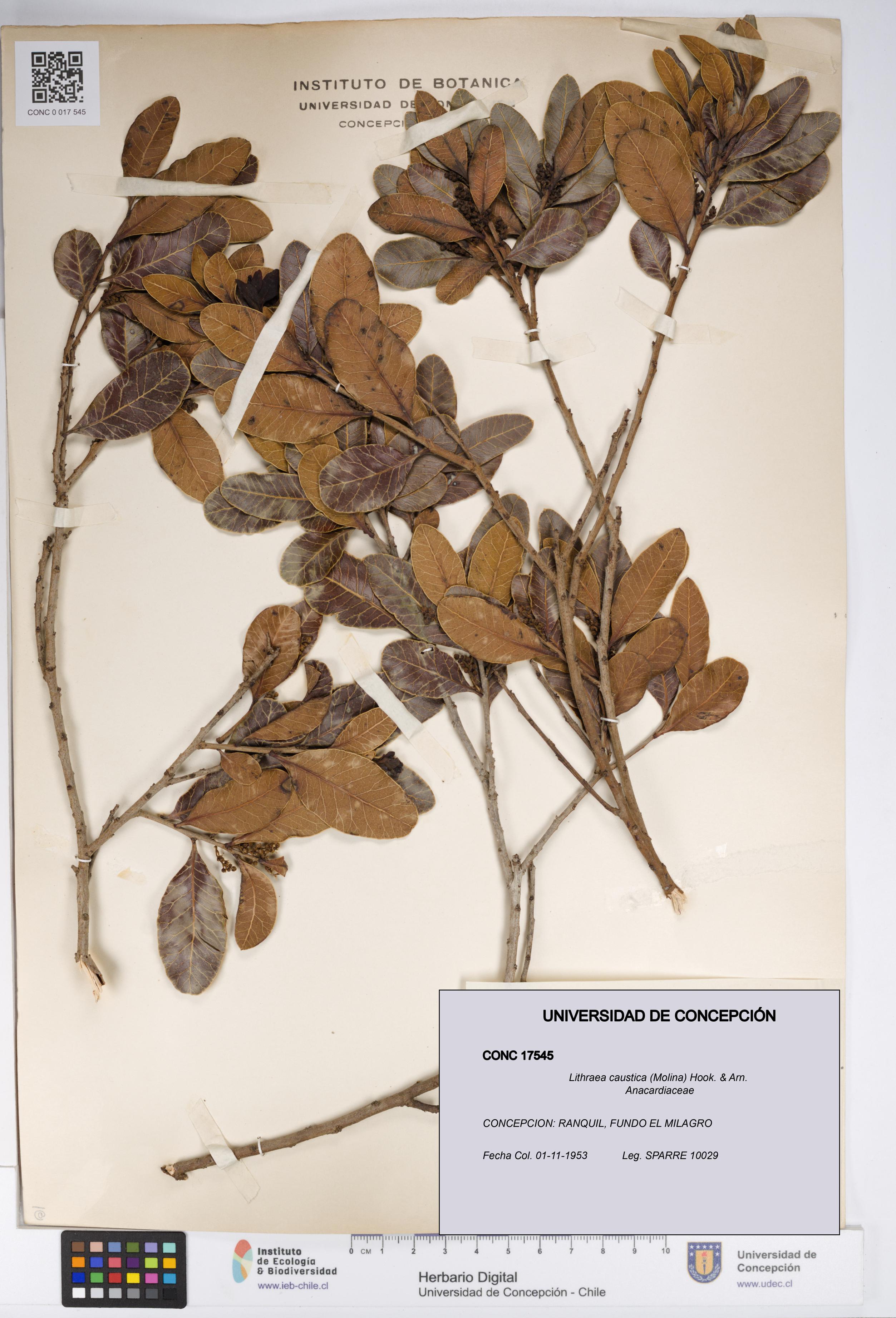 Lithraea caustica [Espécimen: UDEC:CONC:0017545]