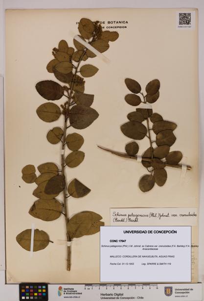 Schinus patagonica [Espécimen: UDEC:CONC:0017547]
