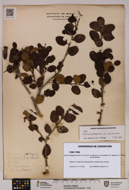 Schinus patagonica [Espécimen: UDEC:CONC:0017548]