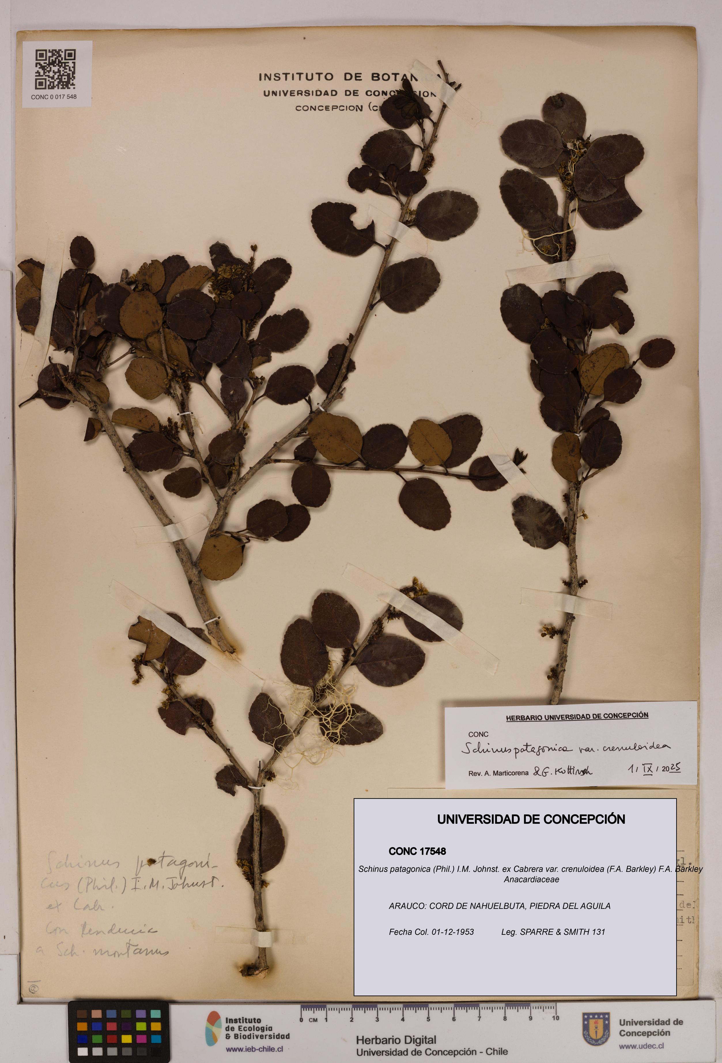 Schinus patagonica [Espécimen: UDEC:CONC:0017548]