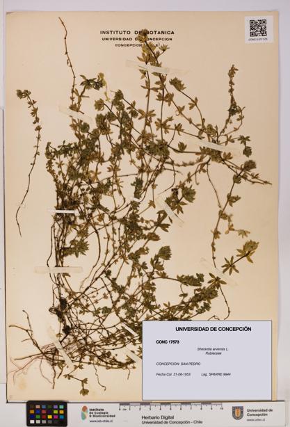 Sherardia arvensis [Espécimen: UDEC:CONC:0017573]