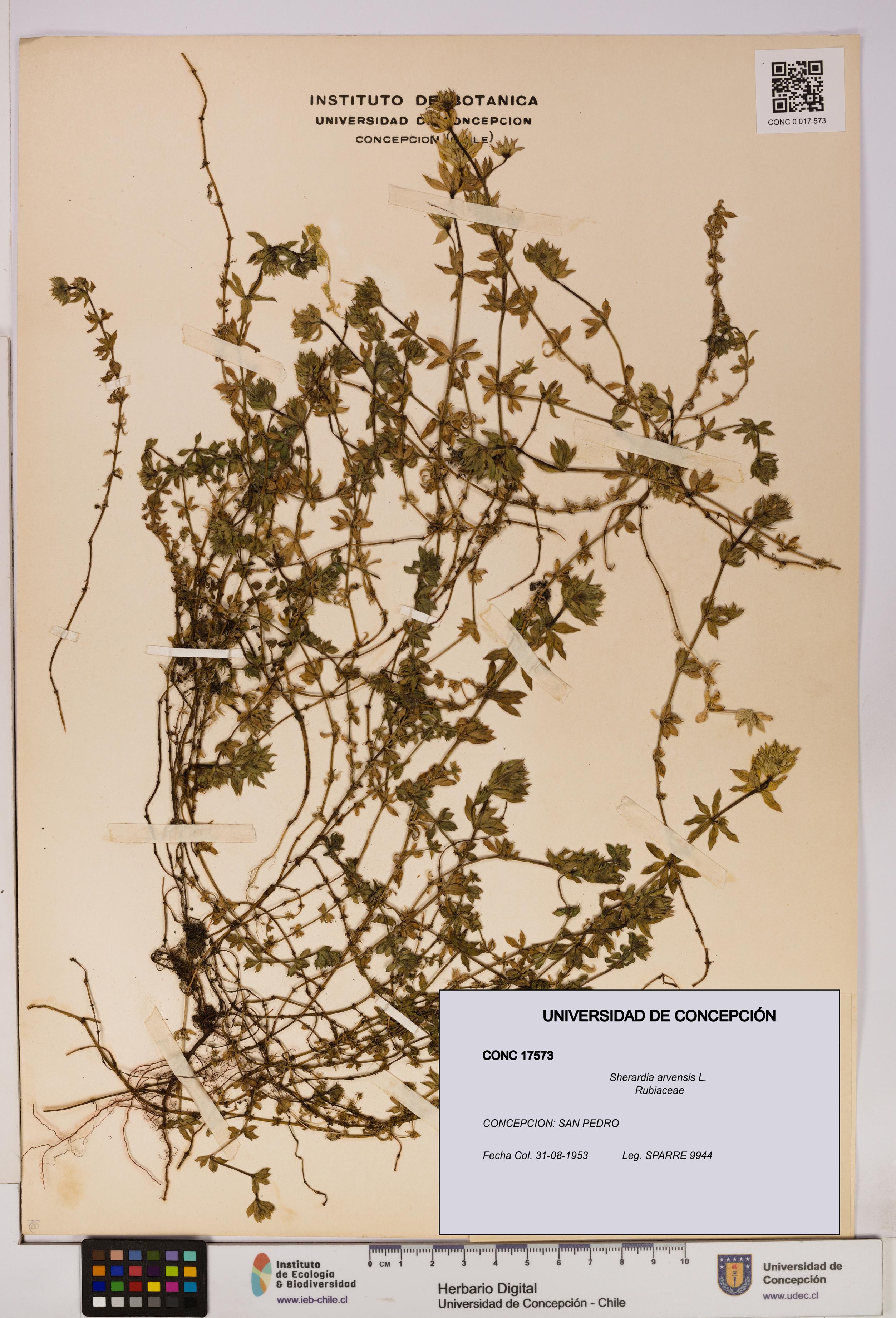 Sherardia arvensis [Espécimen: UDEC:CONC:0017573]