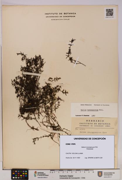 Galium inconspicuum [Espécimen: UDEC:CONC:0017575]