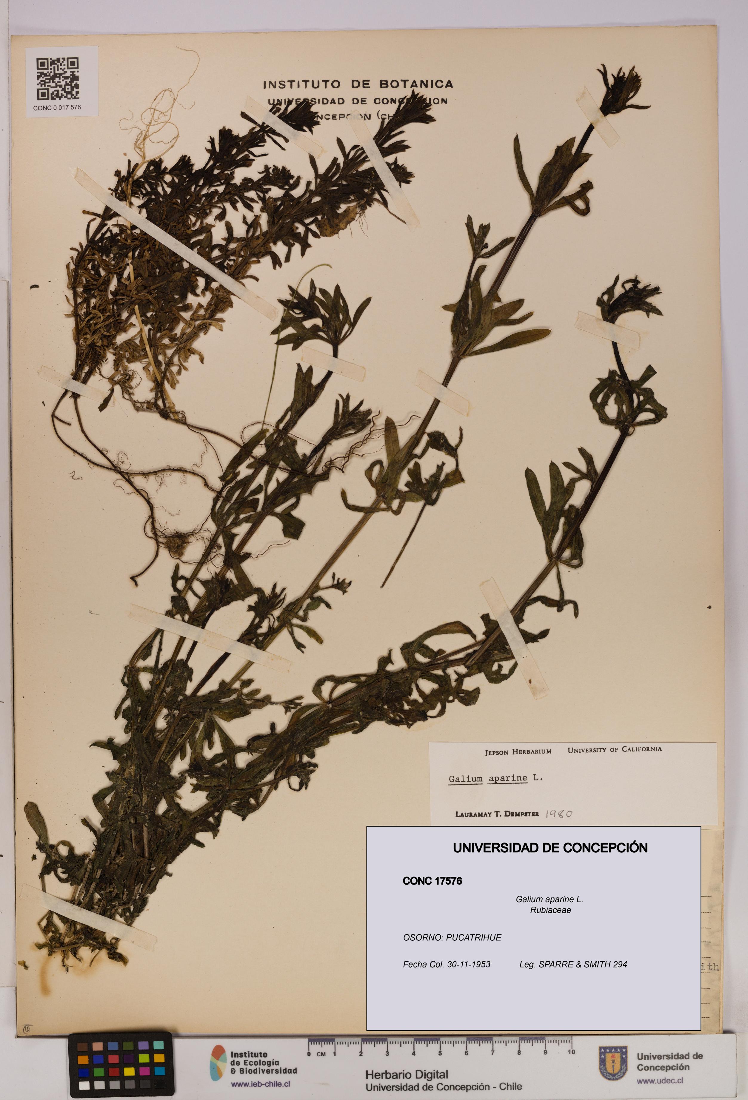 Galium aparine [Espécimen: UDEC:CONC:0017576]