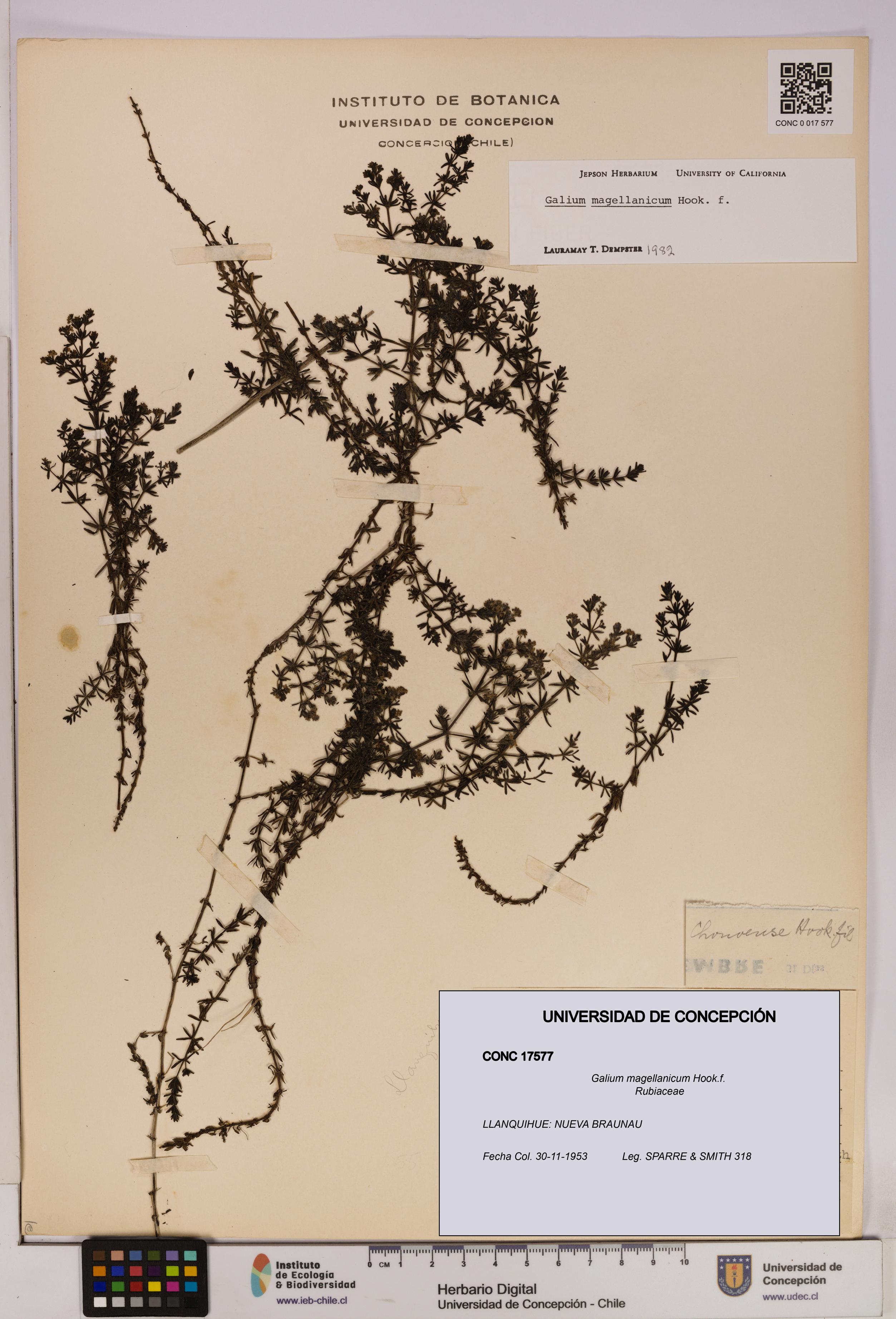 Galium magellanicum [Espécimen: UDEC:CONC:0017577]