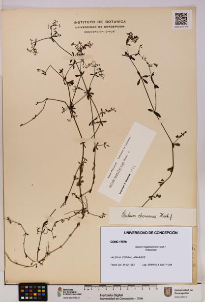 Galium magellanicum [Espécimen: UDEC:CONC:0017578]