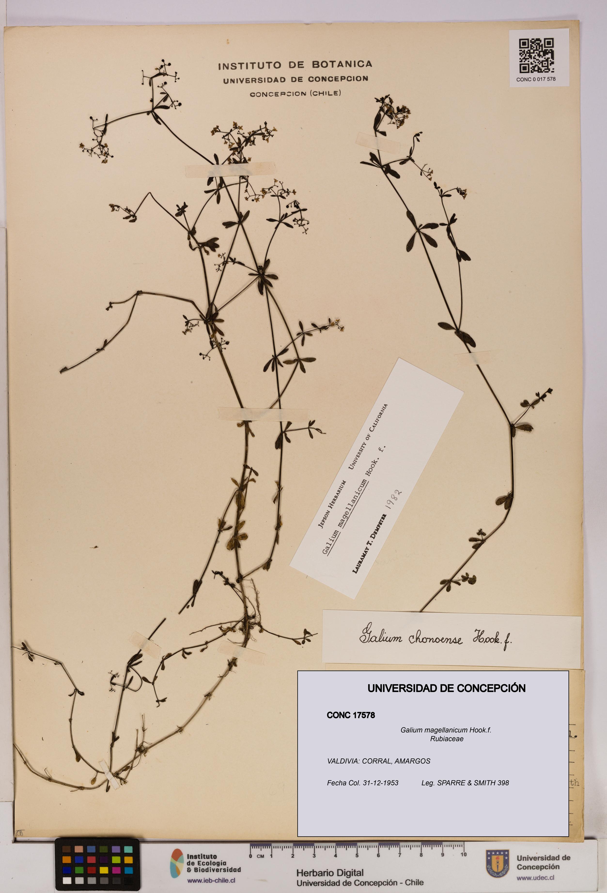 Galium magellanicum [Espécimen: UDEC:CONC:0017578]
