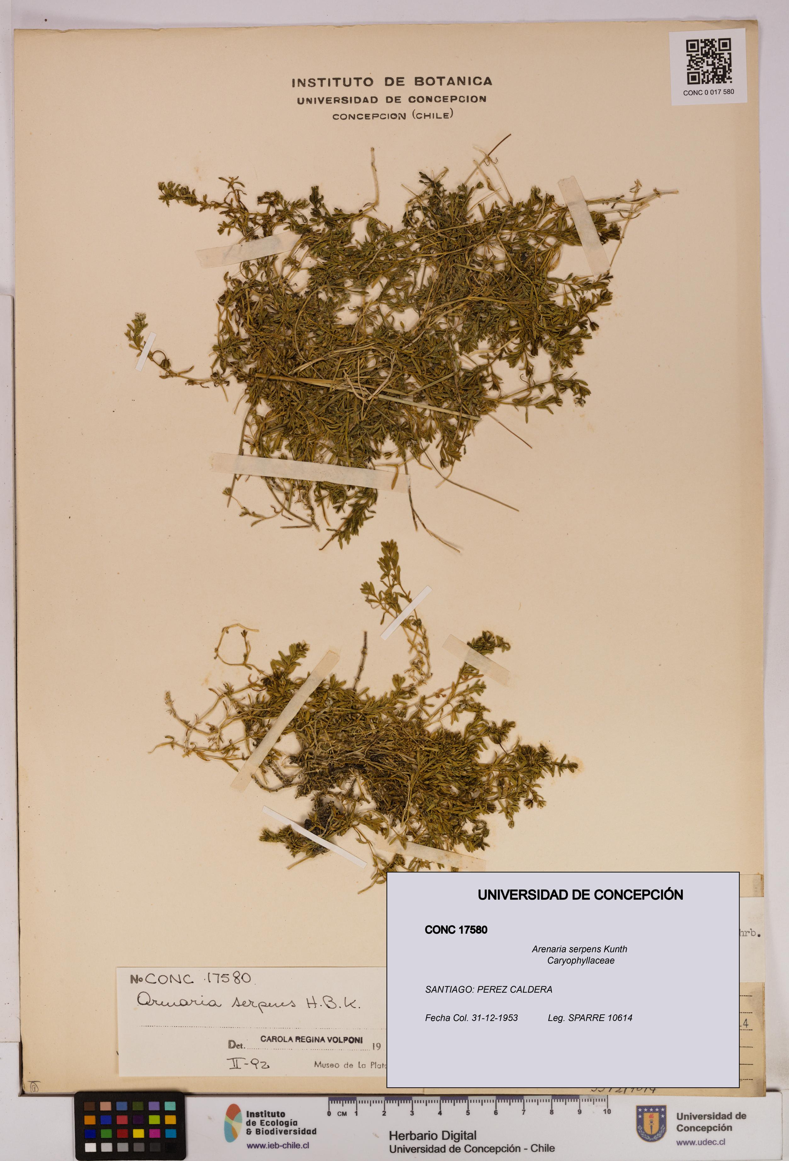 Arenaria serpens [Espécimen: UDEC:CONC:0017580]