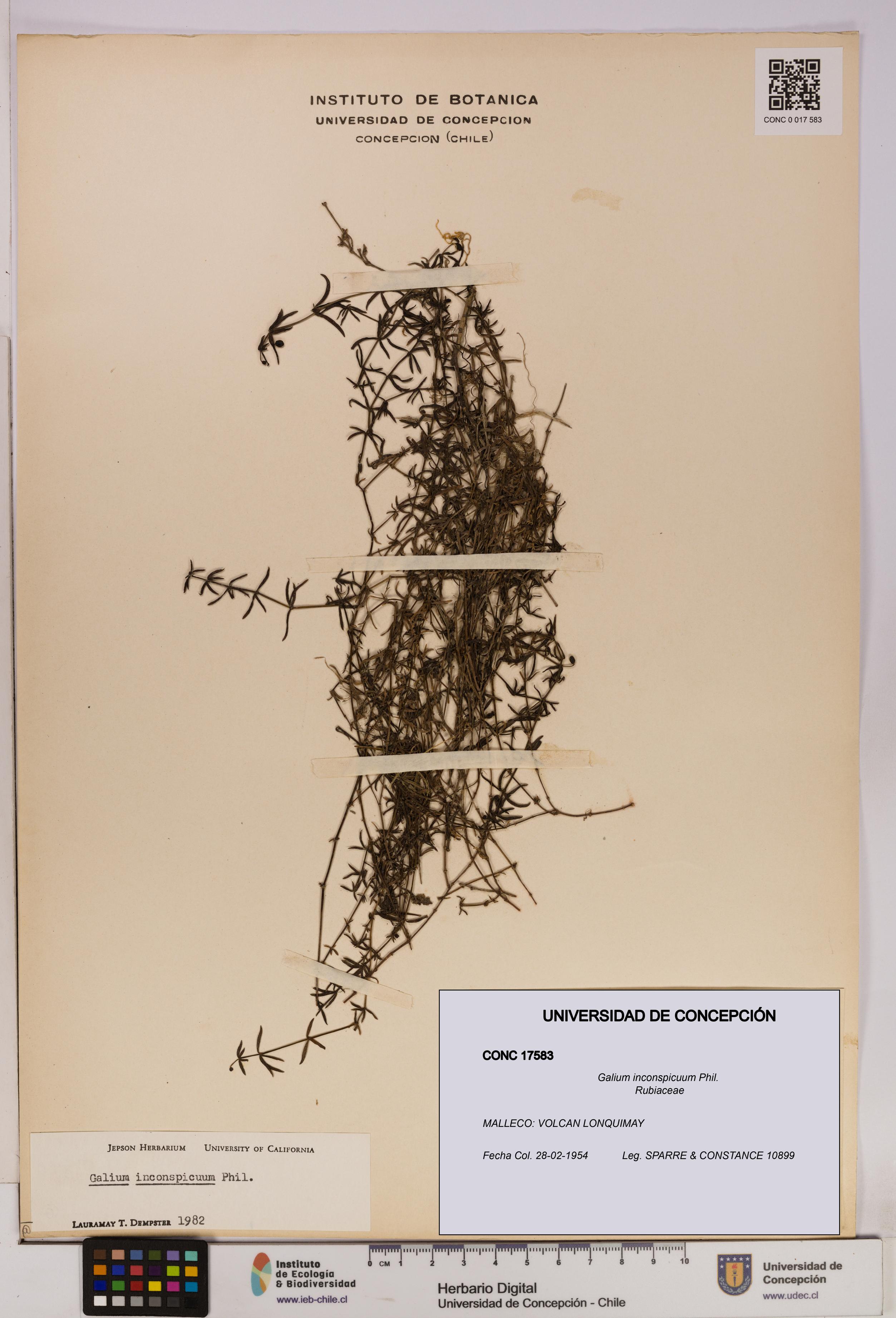 Galium inconspicuum [Espécimen: UDEC:CONC:0017583]