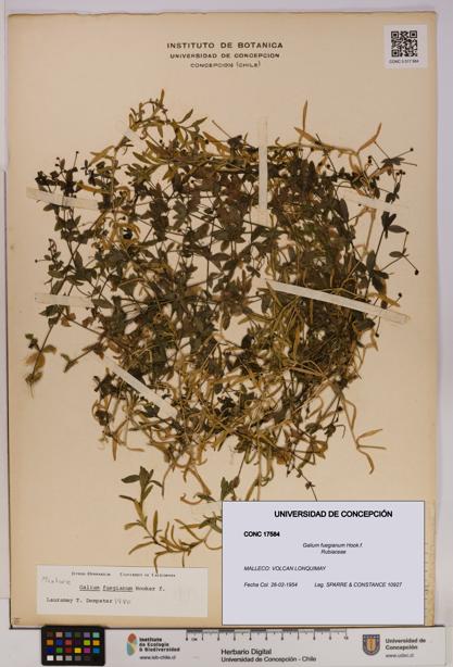 Galium fuegianum [Espécimen: UDEC:CONC:0017584]
