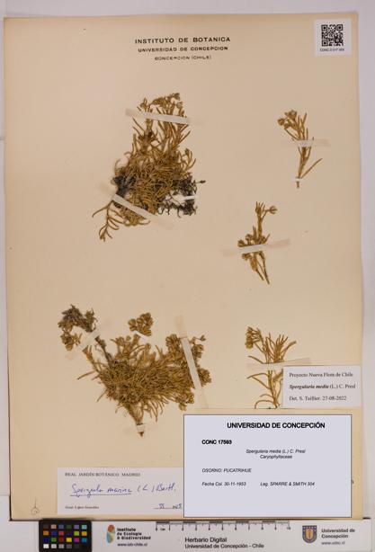 Spergularia media [Espécimen: UDEC:CONC:0017593]