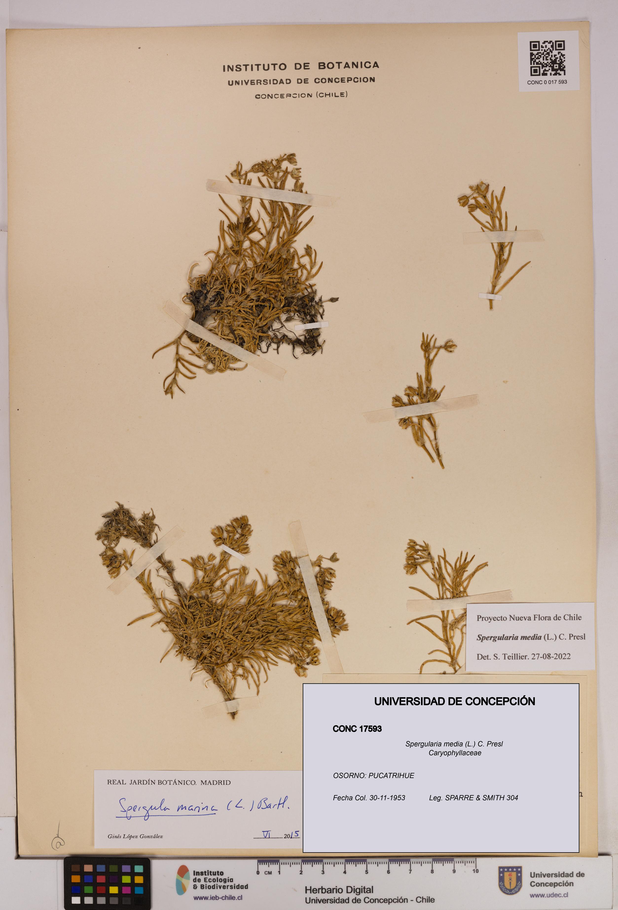 Spergularia media [Espécimen: UDEC:CONC:0017593]