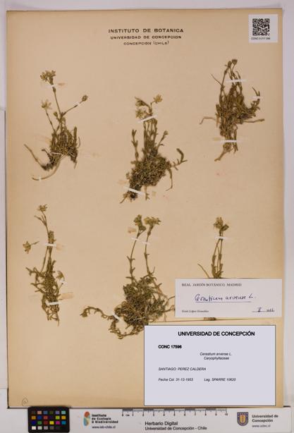 Cerastium arvense [Espécimen: UDEC:CONC:0017596]