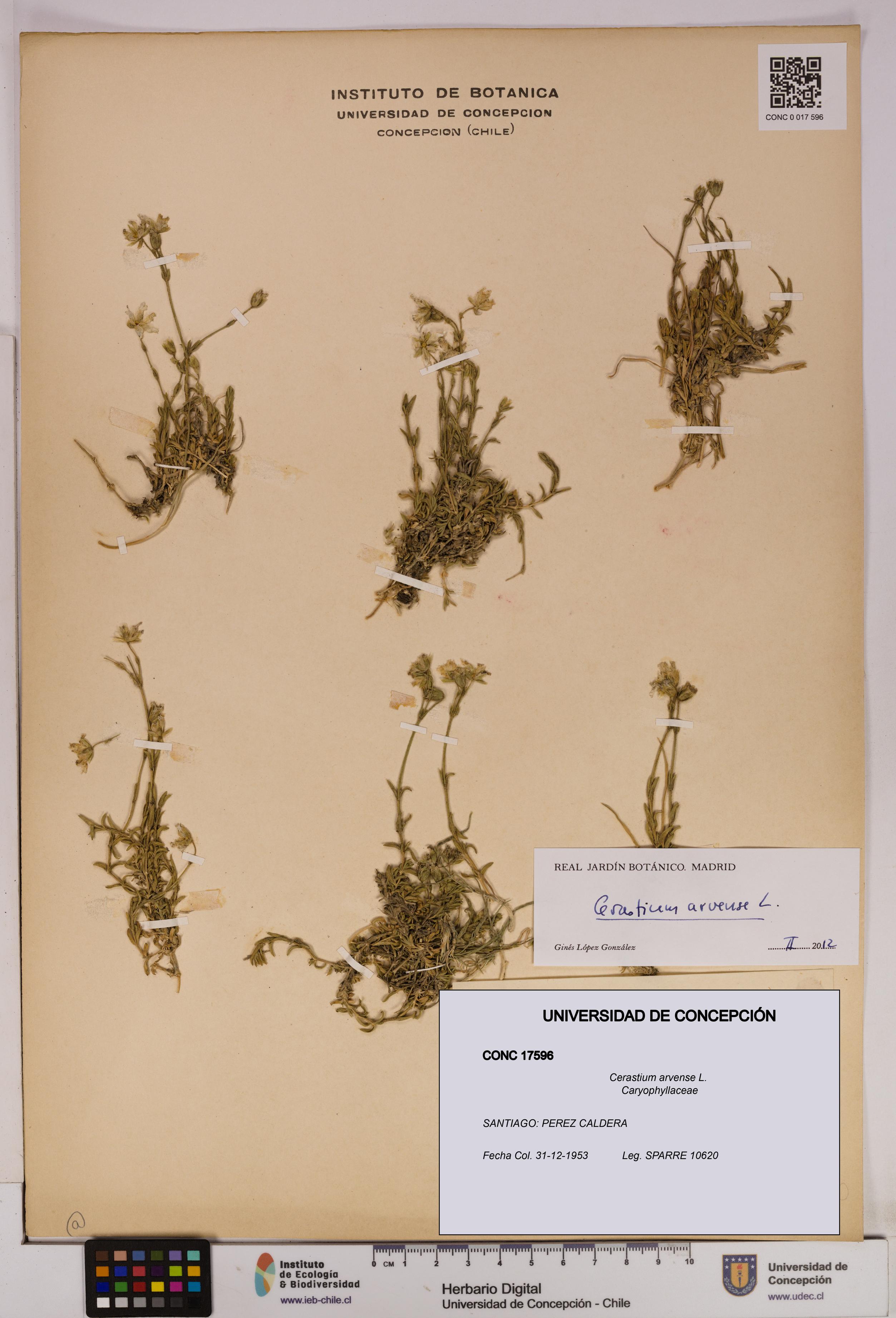 Cerastium arvense [Espécimen: UDEC:CONC:0017596]
