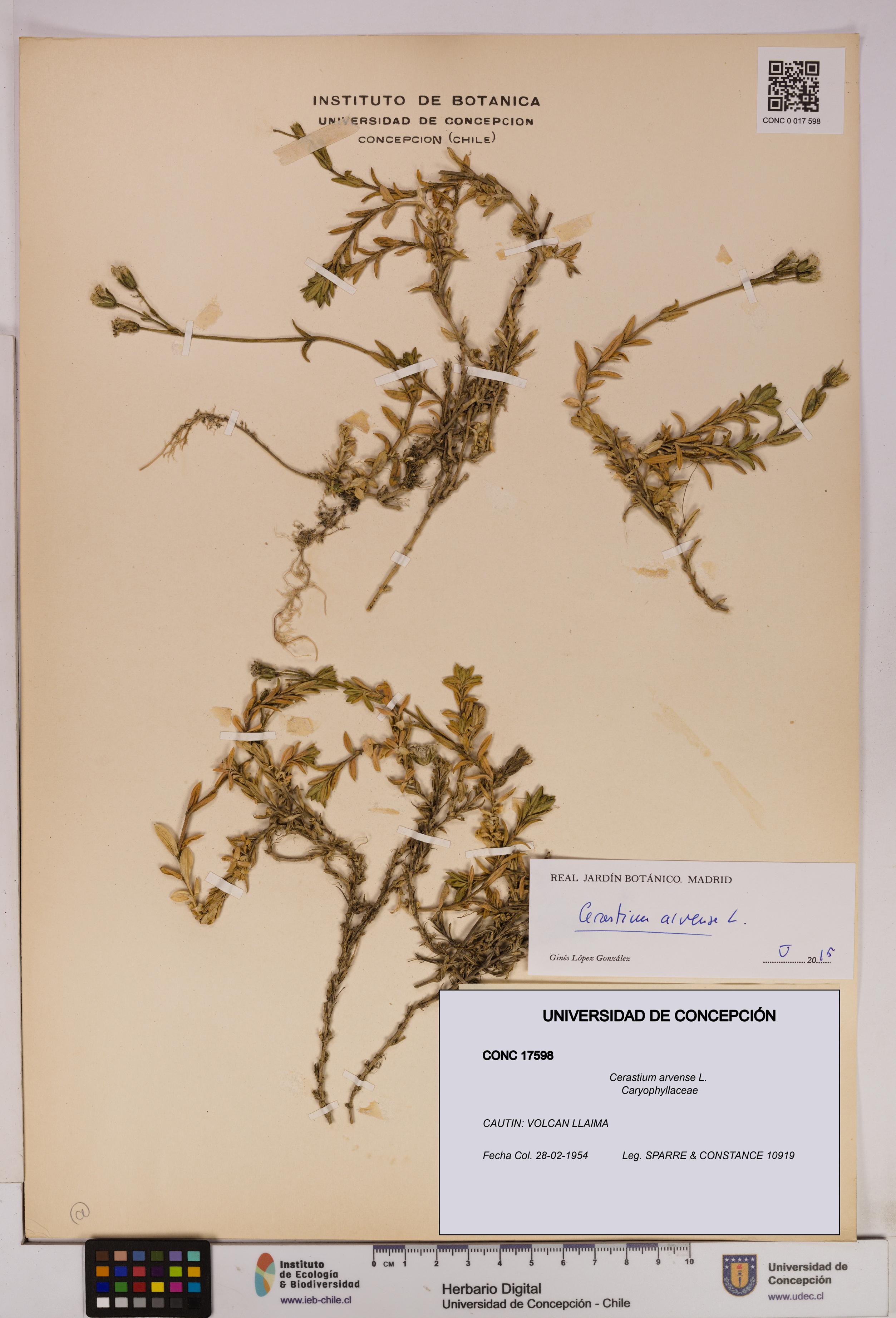 Cerastium arvense [Espécimen: UDEC:CONC:0017598]