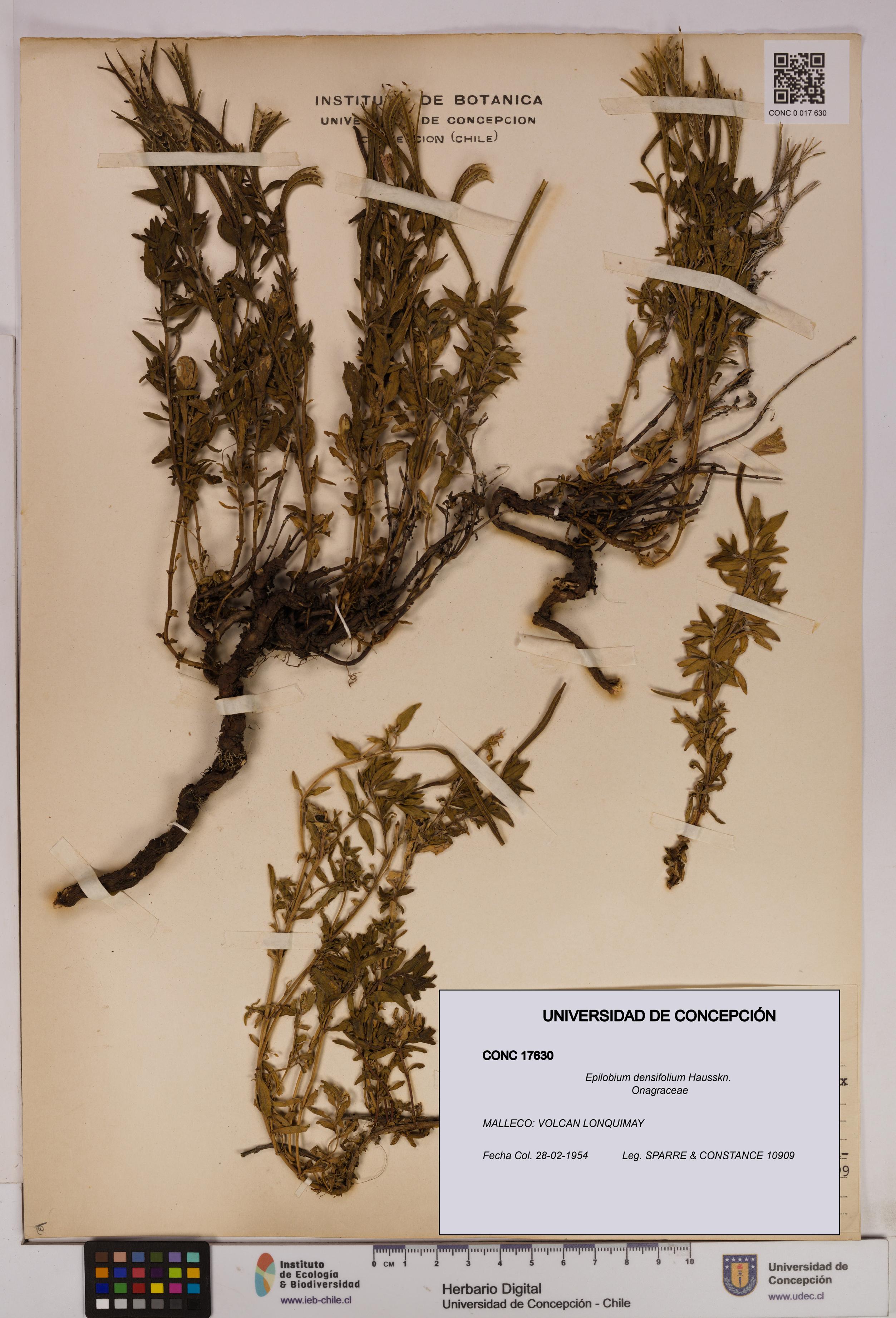 Epilobium densifolium [Espécimen: UDEC:CONC:0017630]