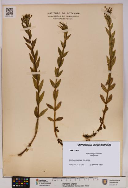 Epilobium glaucum [Espécimen: UDEC:CONC:0017631]