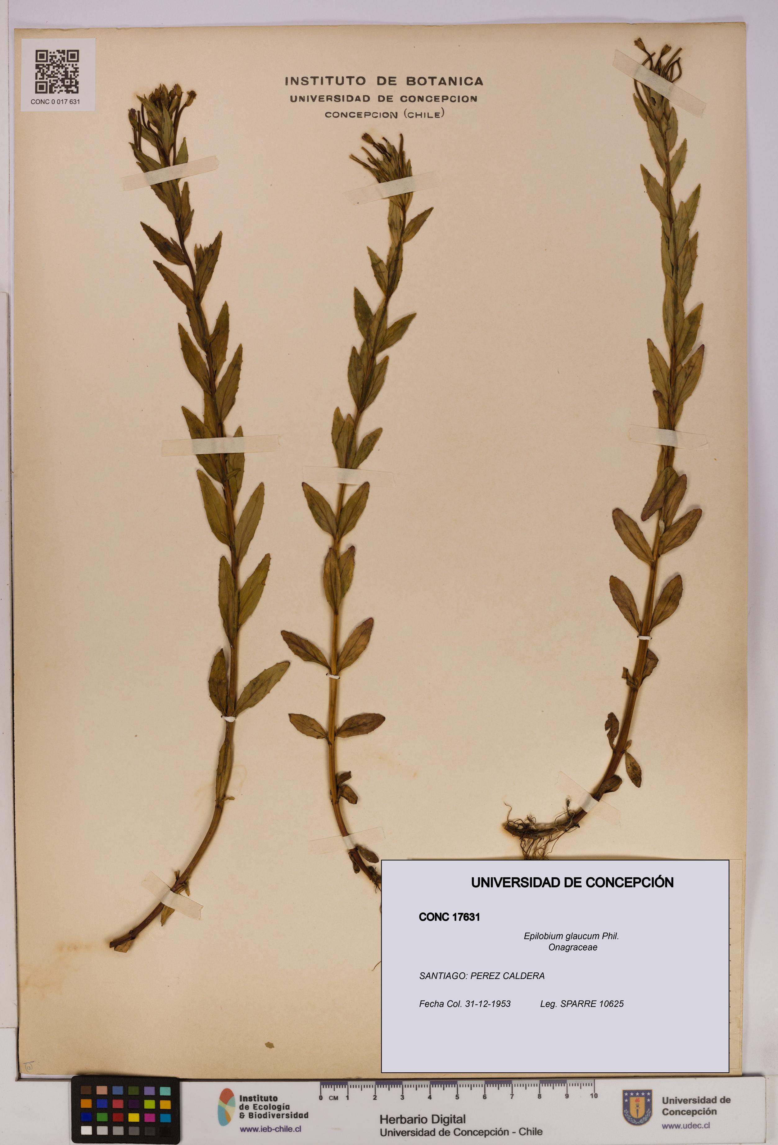 Epilobium glaucum [Espécimen: UDEC:CONC:0017631]