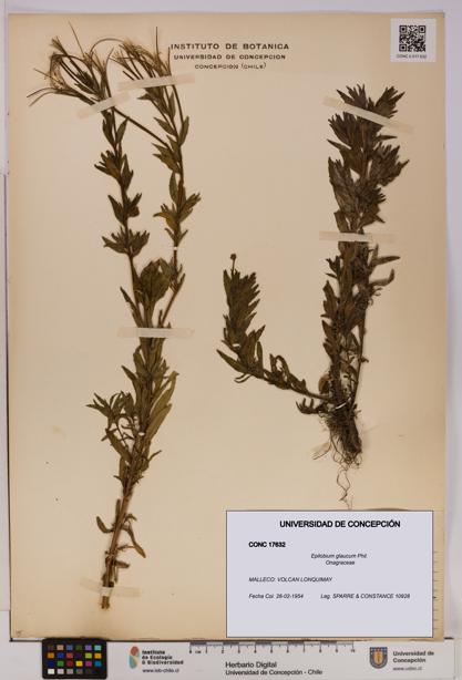 Epilobium glaucum [Espécimen: UDEC:CONC:0017632]