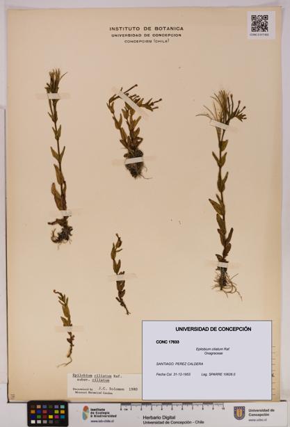Epilobium ciliatum [Espécimen: UDEC:CONC:0017633]