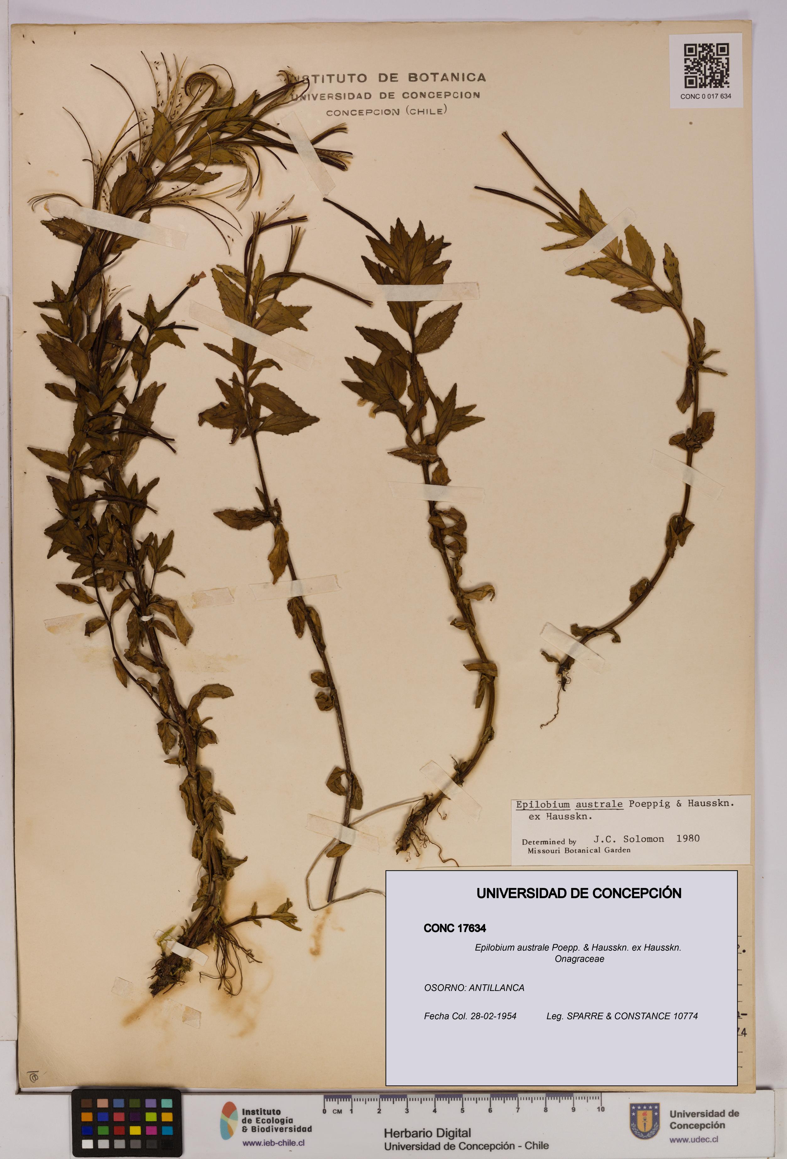 Epilobium australe [Espécimen: UDEC:CONC:0017634]