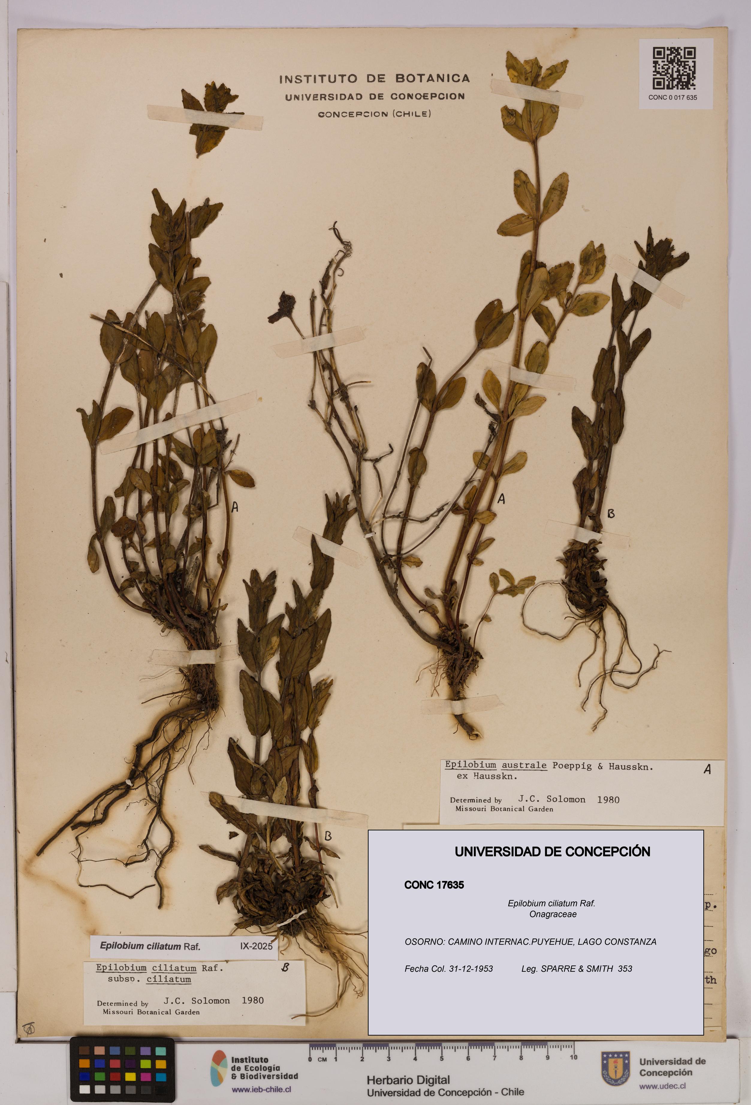Epilobium ciliatum [Espécimen: UDEC:CONC:0017635]