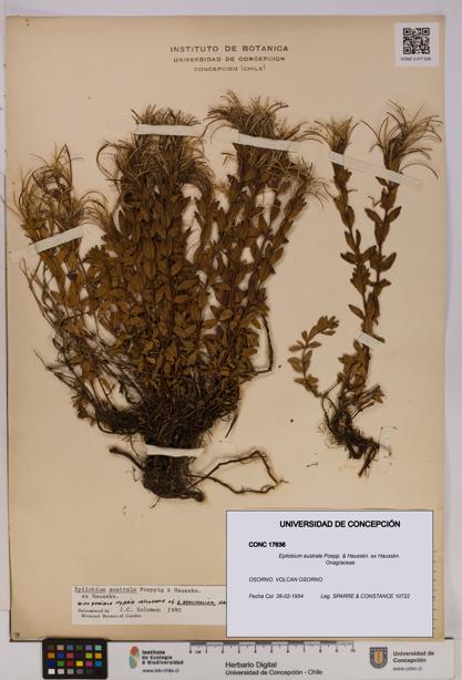 Epilobium australe [Espécimen: UDEC:CONC:0017636]