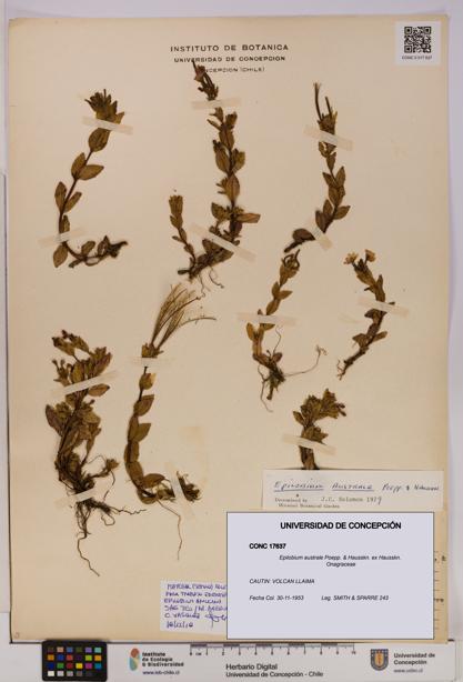 Epilobium australe [Espécimen: UDEC:CONC:0017637]