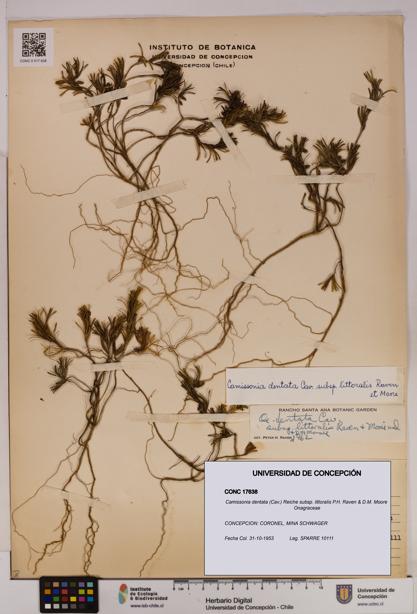 Camissonia dentata subsp. littoralis [Espécimen: UDEC:CONC:0017638]