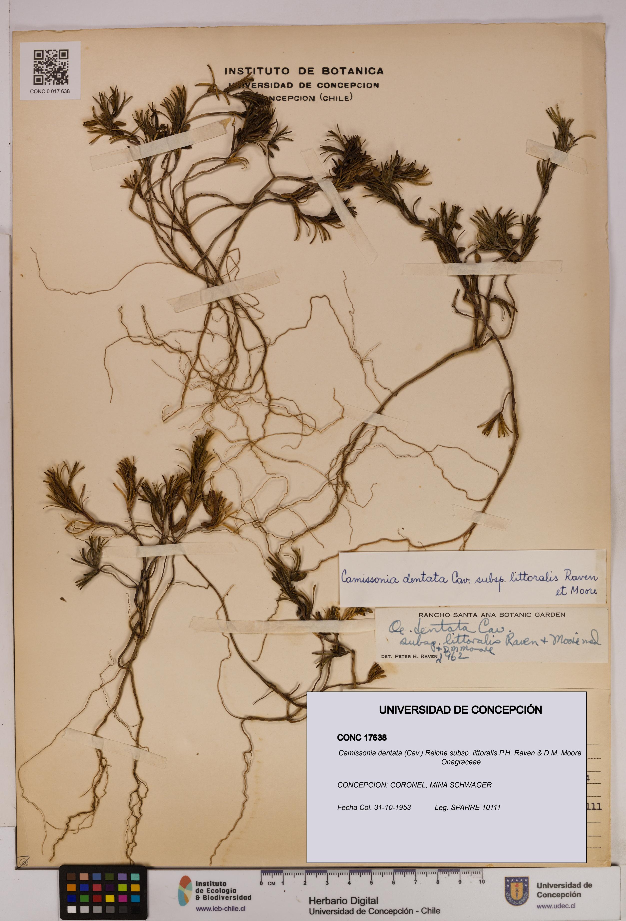 Camissonia dentata subsp. littoralis [Espécimen: UDEC:CONC:0017638]