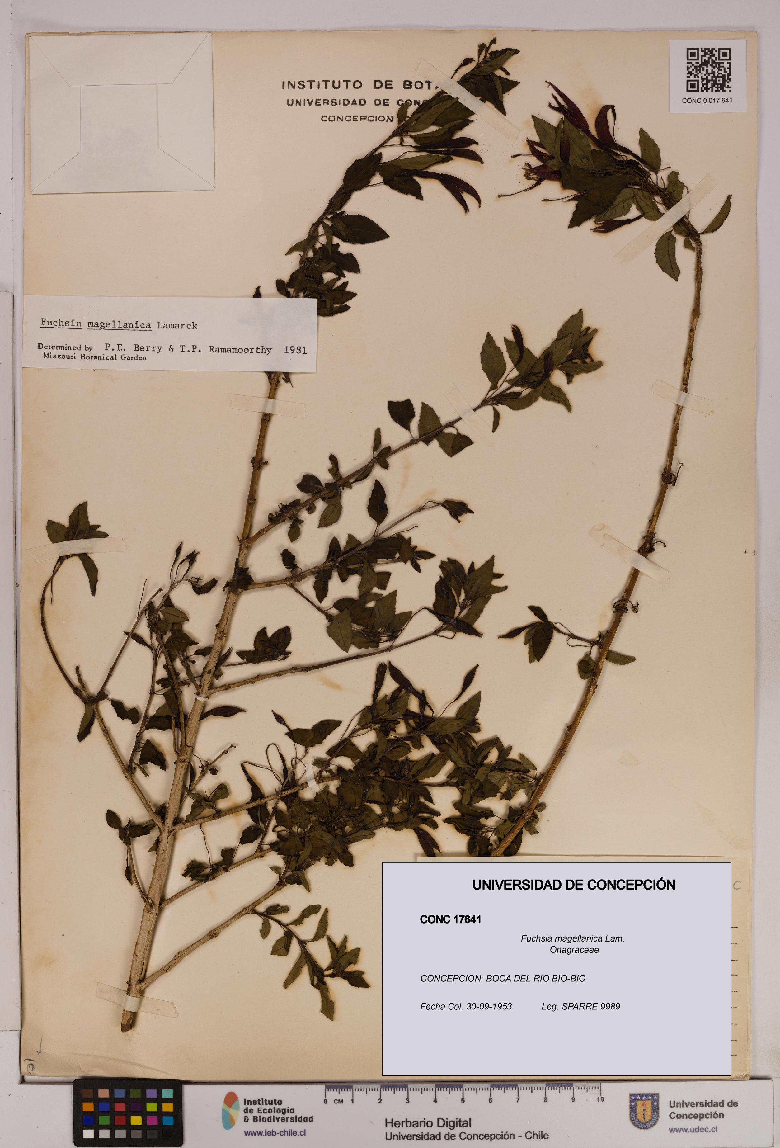 Fuchsia magellanica [Espécimen: UDEC:CONC:0017641]