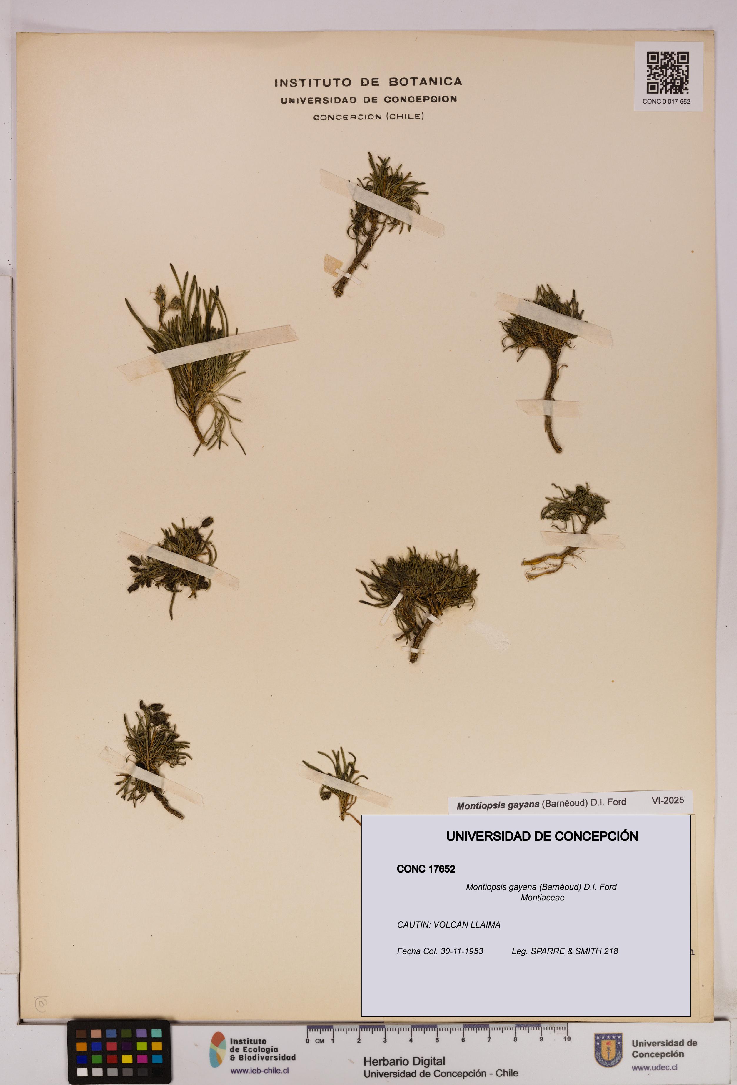 Montiopsis gayana [Espécimen: UDEC:CONC:0017652]