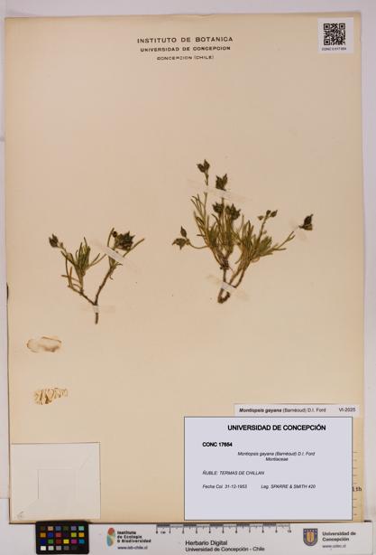 Montiopsis gayana [Espécimen: UDEC:CONC:0017654]