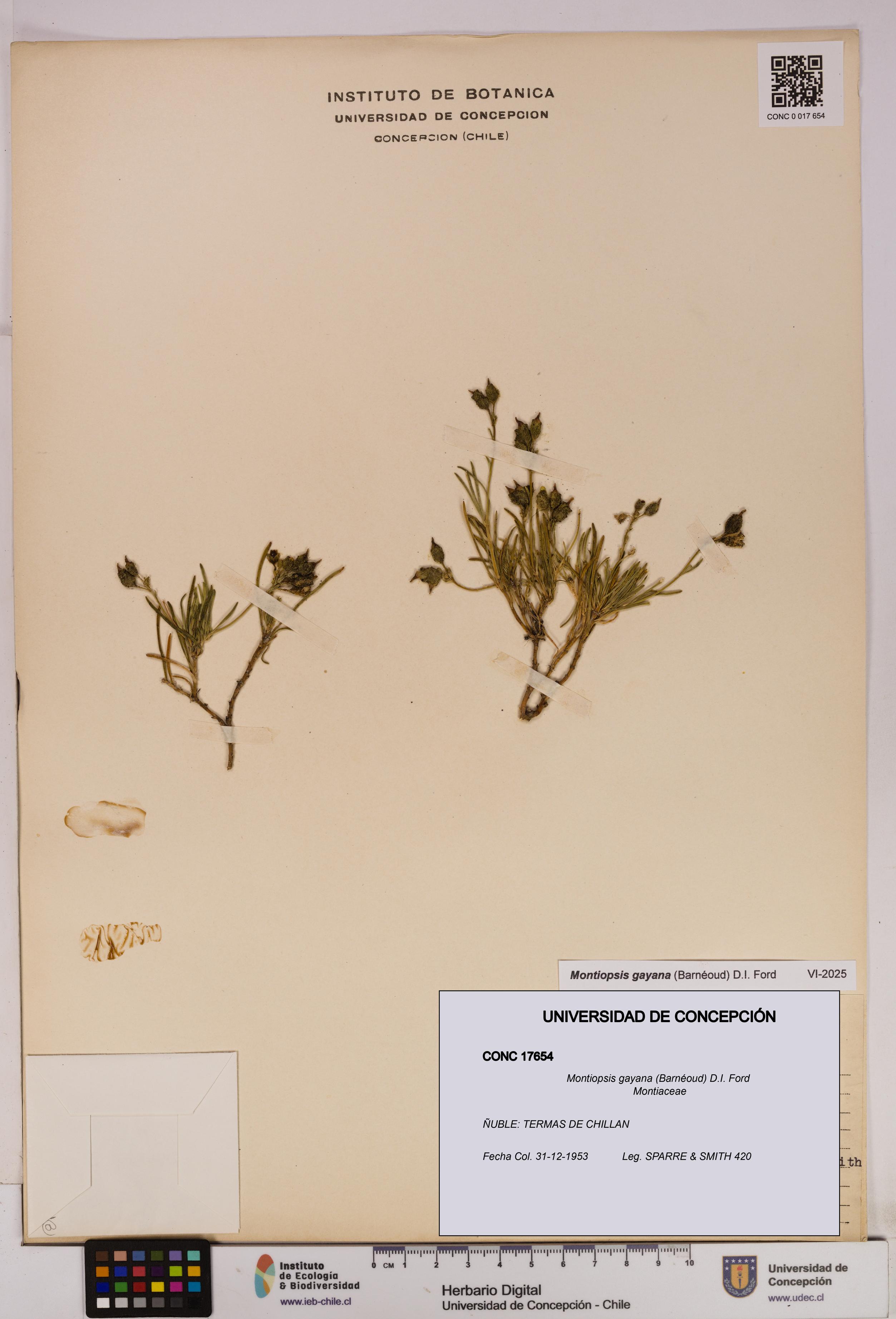 Montiopsis gayana [Espécimen: UDEC:CONC:0017654]