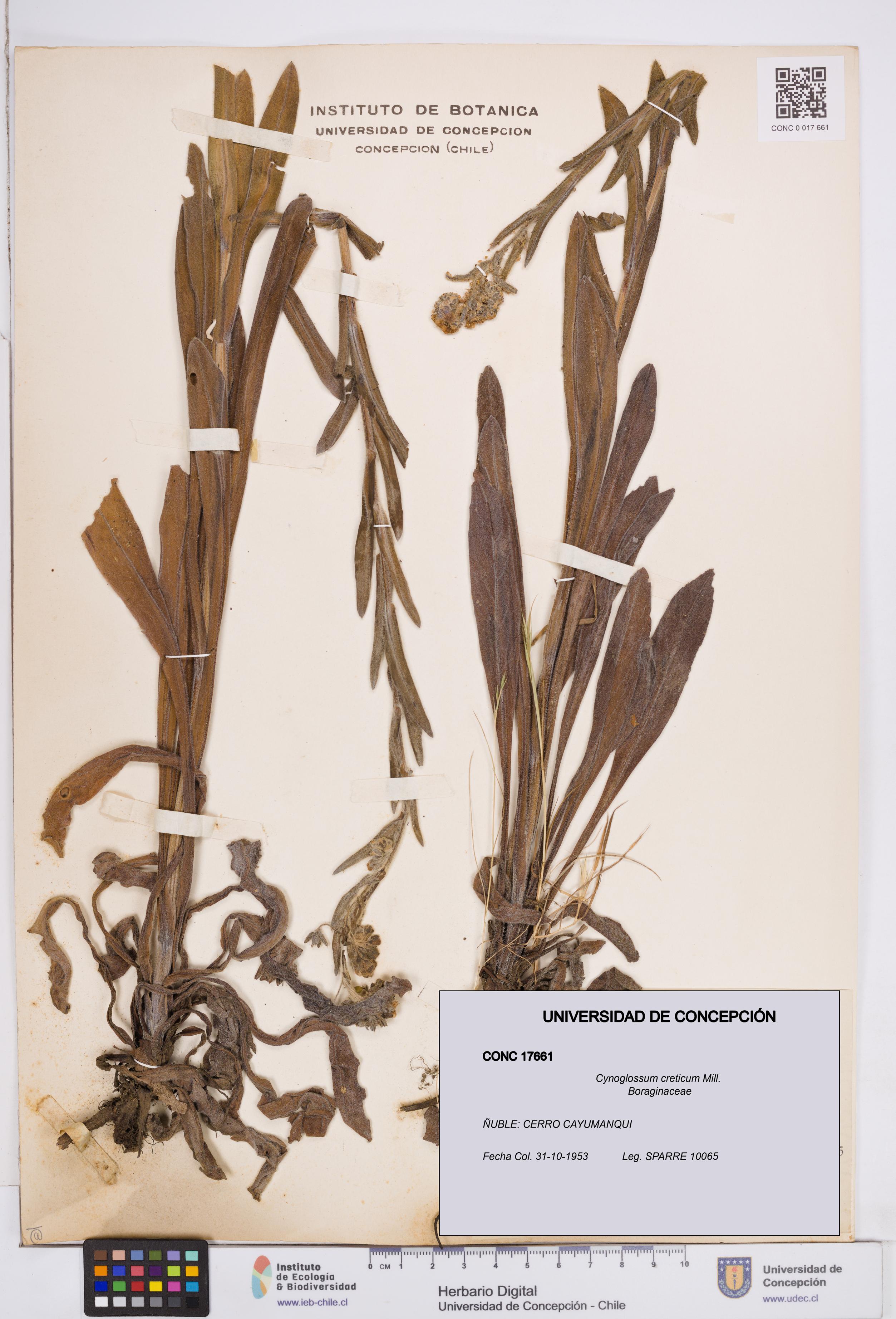 Cynoglossum creticum [Espécimen: ]