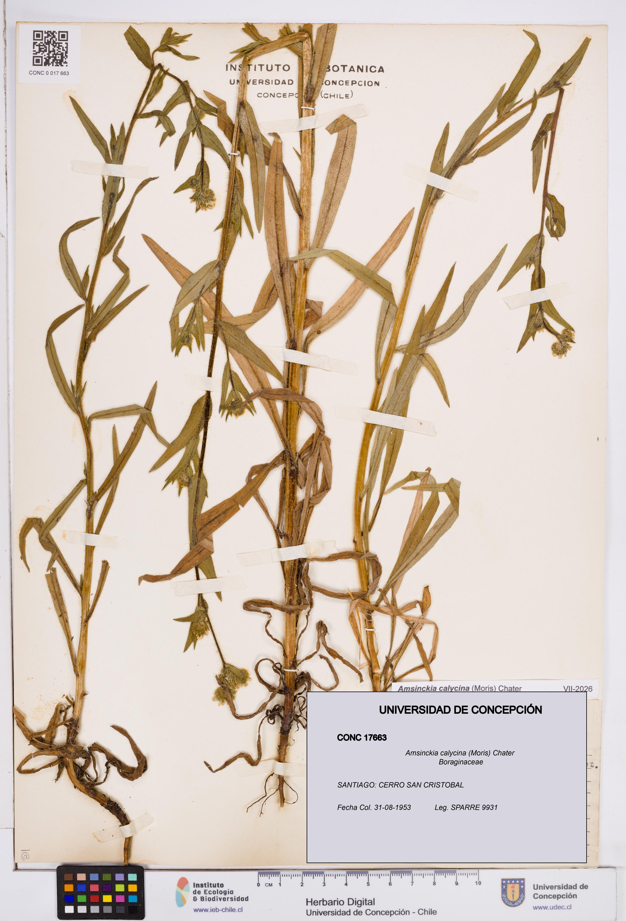 Amsinckia calycina [Espécimen: ]