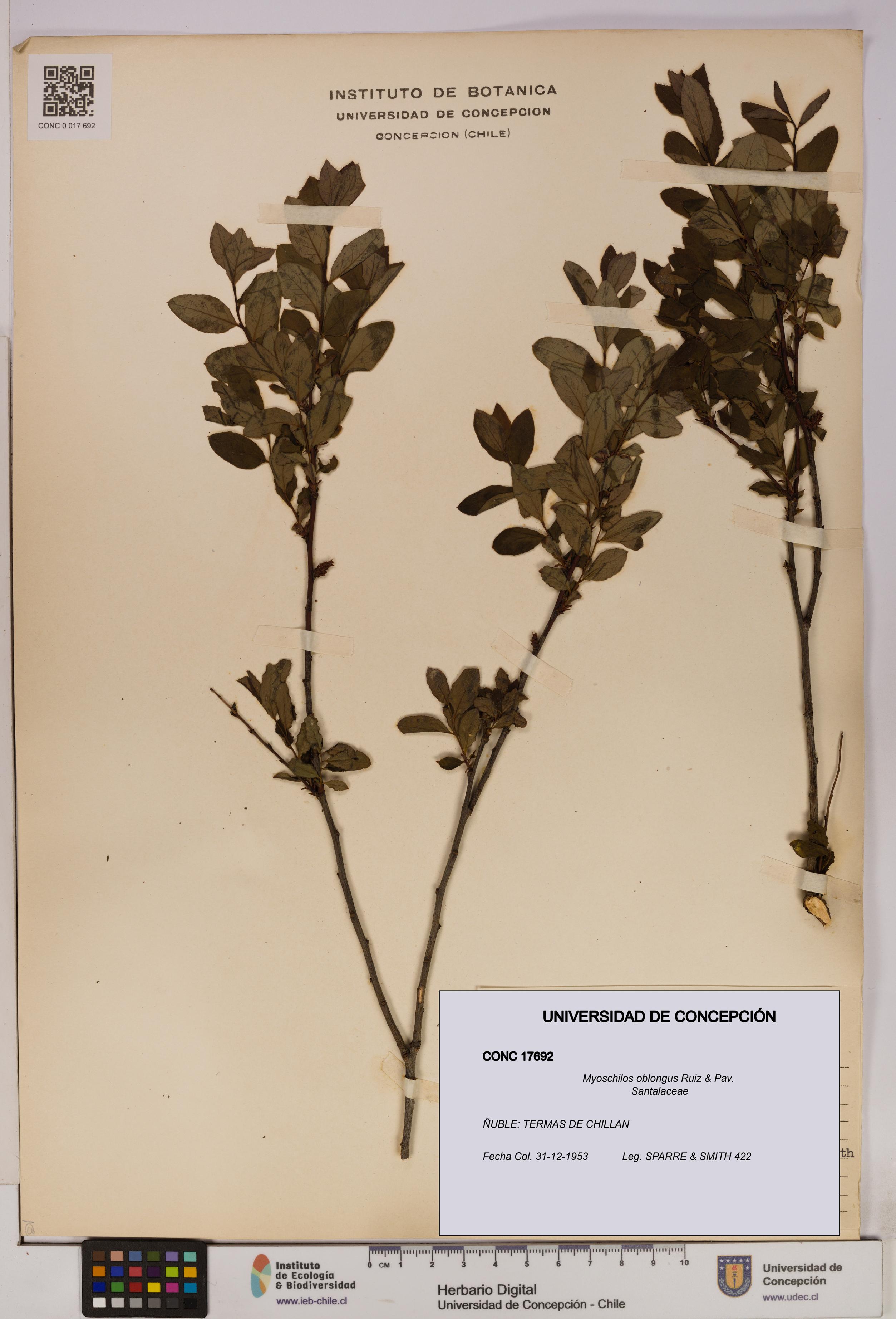 Myoschilos oblongus [Espécimen: UDEC:CONC:0017692]