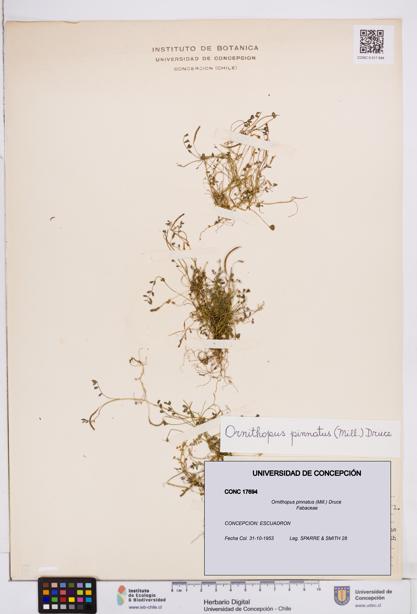 Ornithopus pinnatus [Espécimen: ]