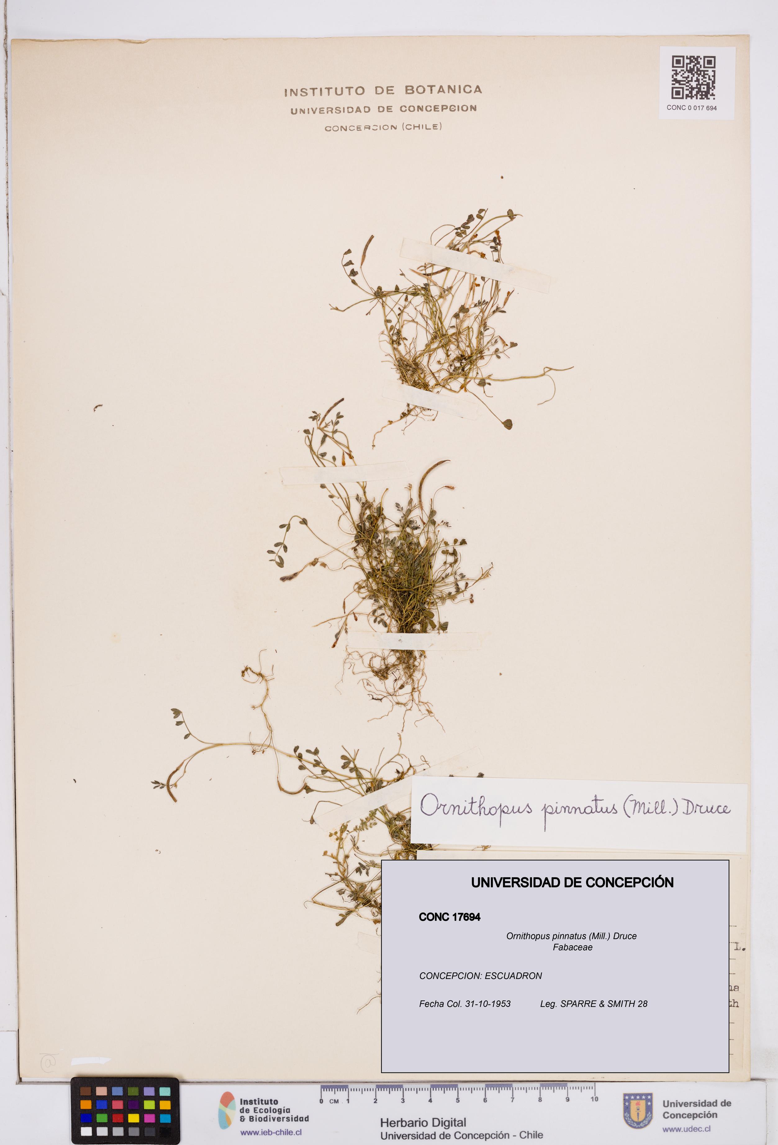 Ornithopus pinnatus [Espécimen: ]
