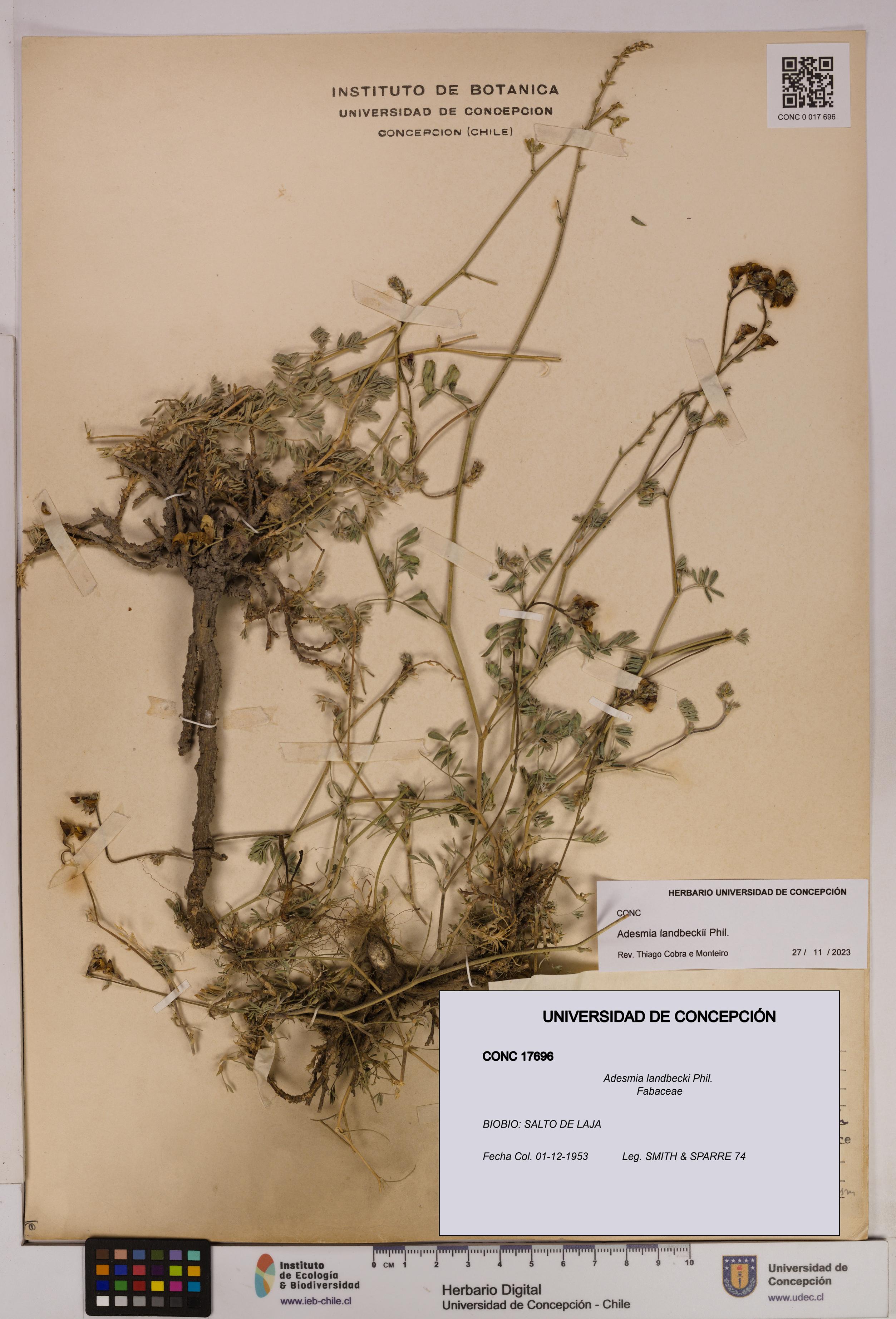 Adesmia landbecki [Espécimen: UDEC:CONC:0017696]