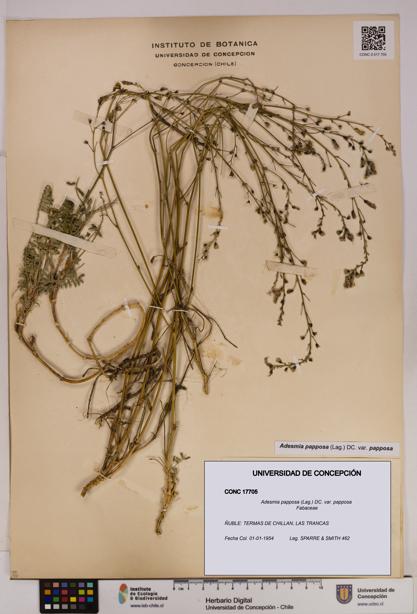Adesmia papposa var. papposa [Espécimen: UDEC:CONC:0017705]
