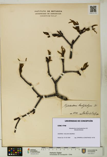 Misodendrum brachystachium [Espécimen: UDEC:CONC:0017749]