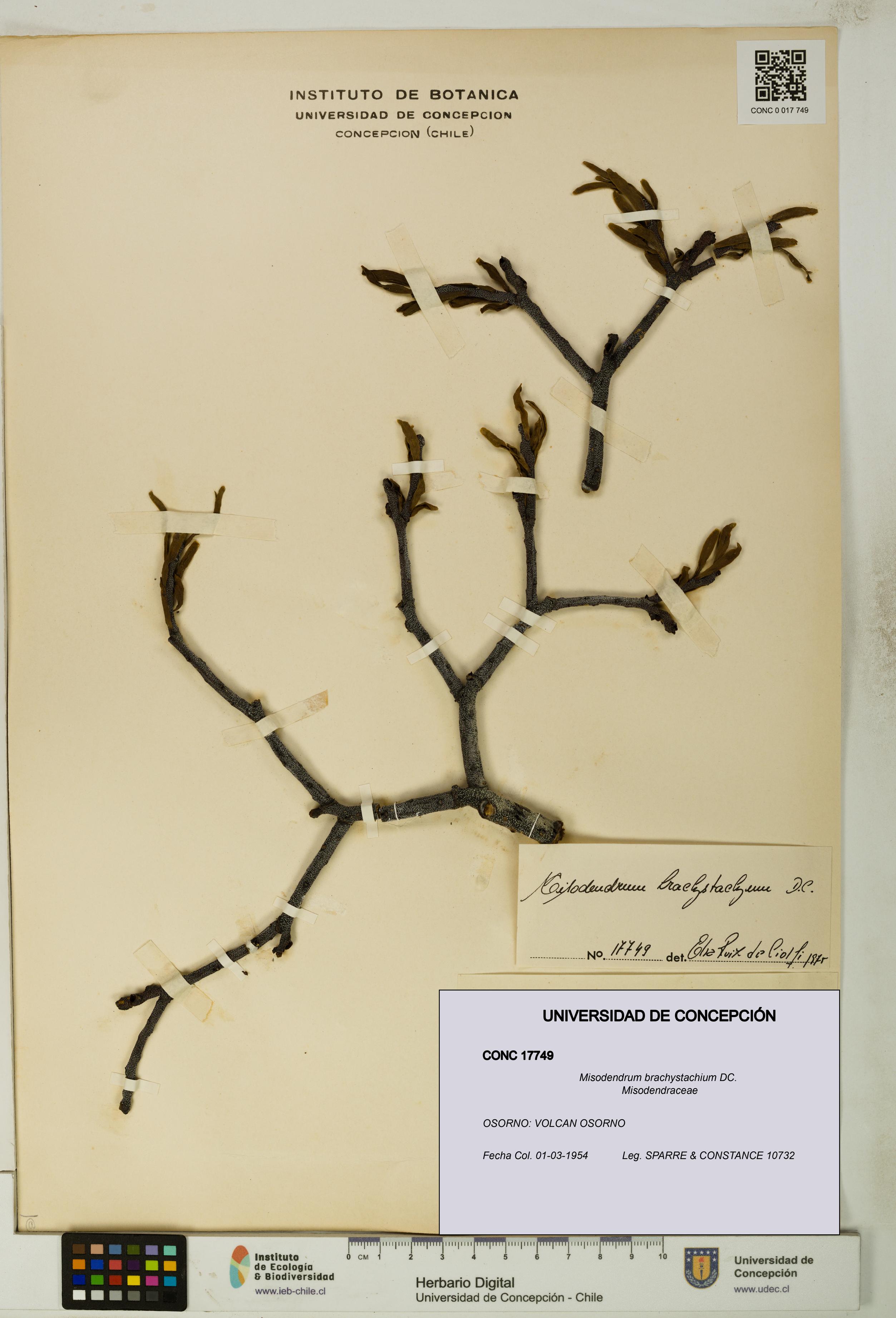 Misodendrum brachystachium [Espécimen: UDEC:CONC:0017749]