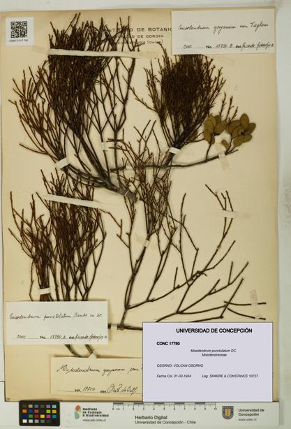 Misodendrum punctulatum [Espécimen: UDEC:CONC:0017750]