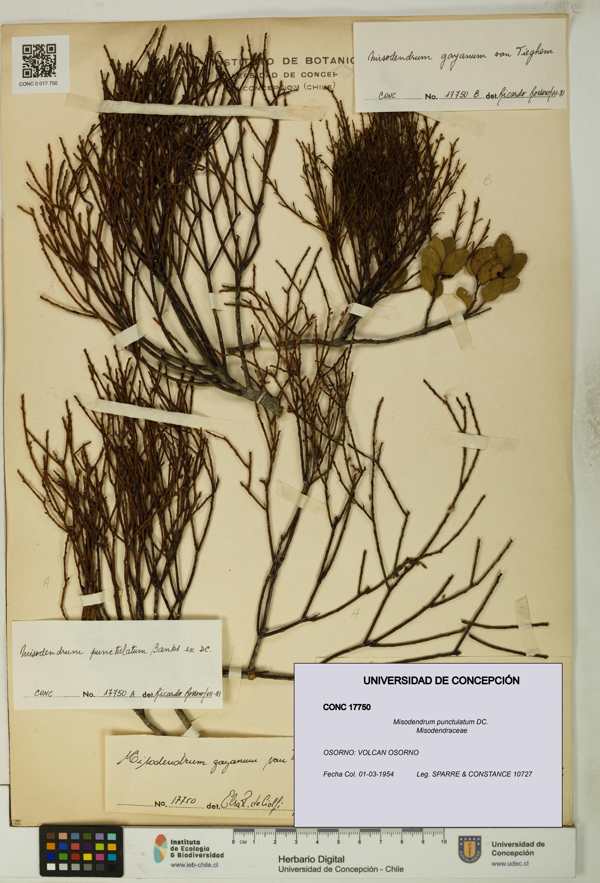 Misodendrum punctulatum [Espécimen: UDEC:CONC:0017750]