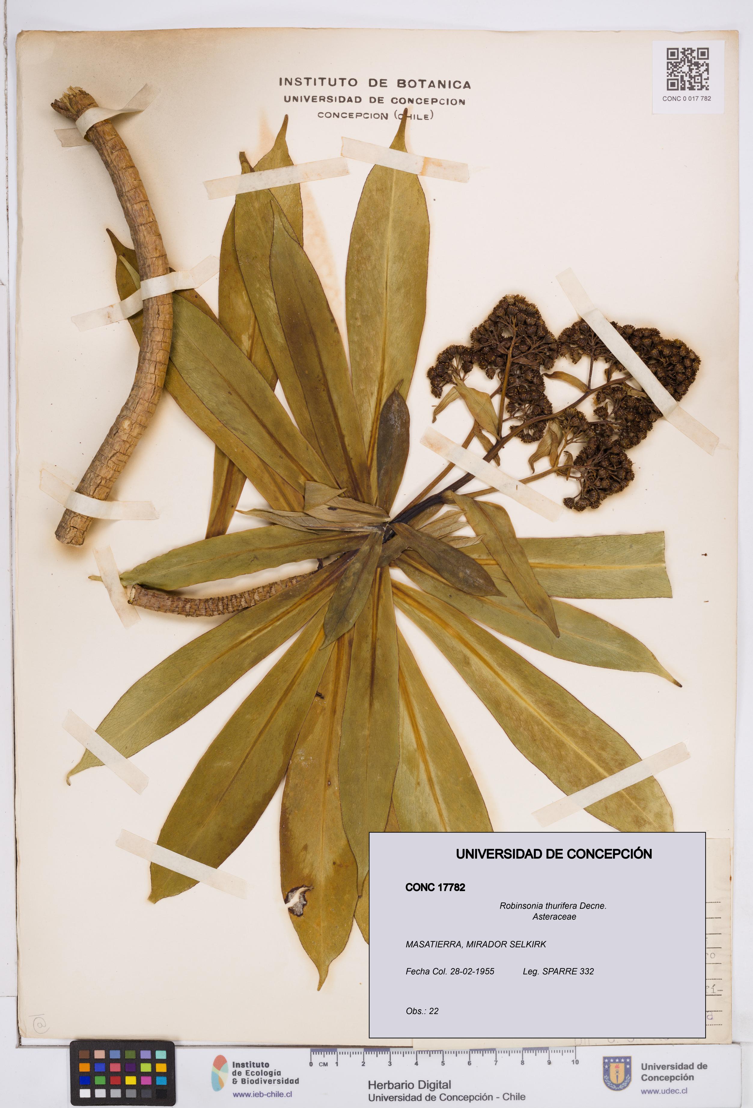 Robinsonia thurifera [Espécimen: ]
