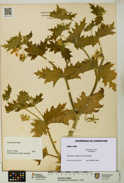 Loasa placei [Espécimen: UDEC:CONC:0017789]