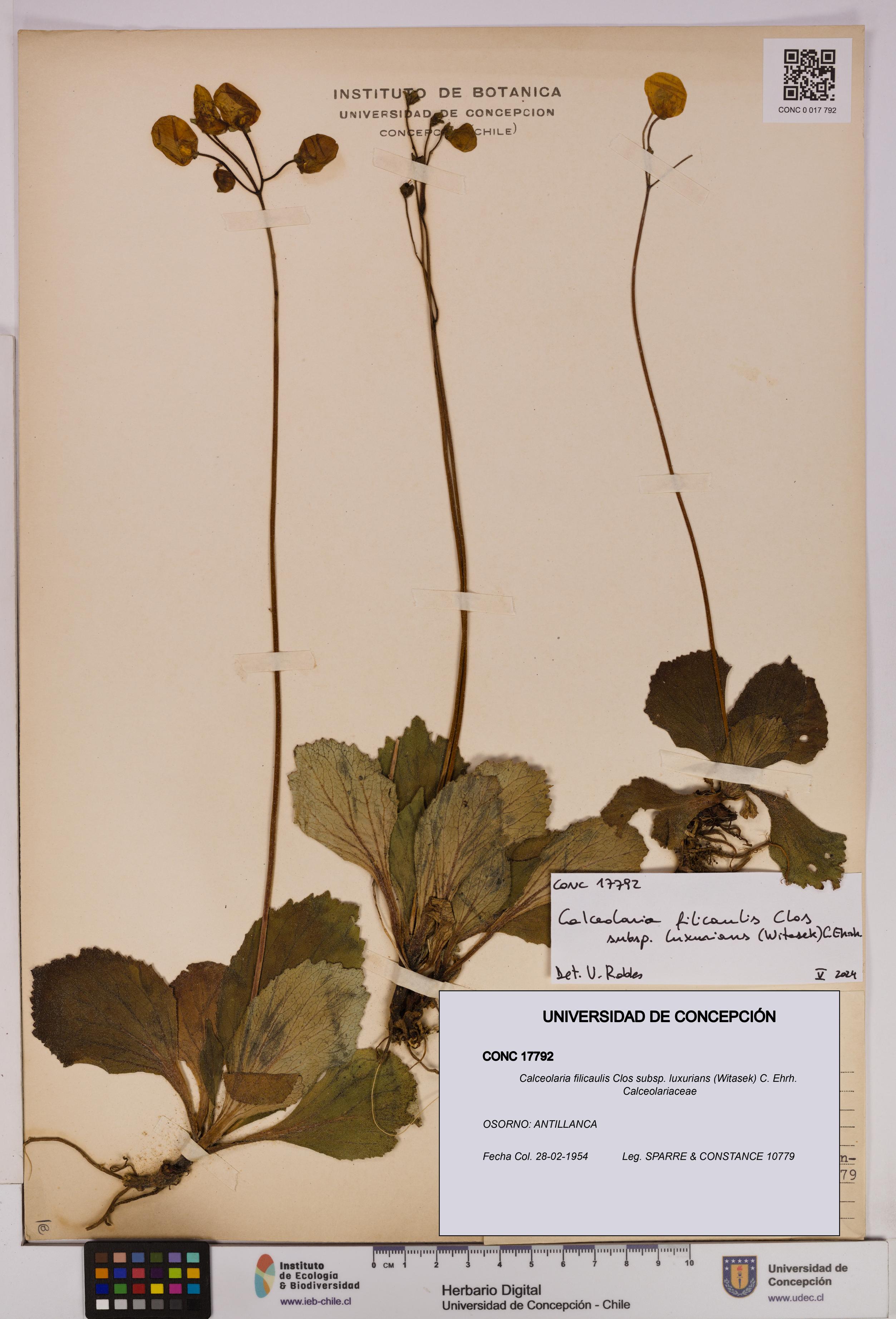 Calceolaria filicaulis [Espécimen: UDEC:CONC:0017792]