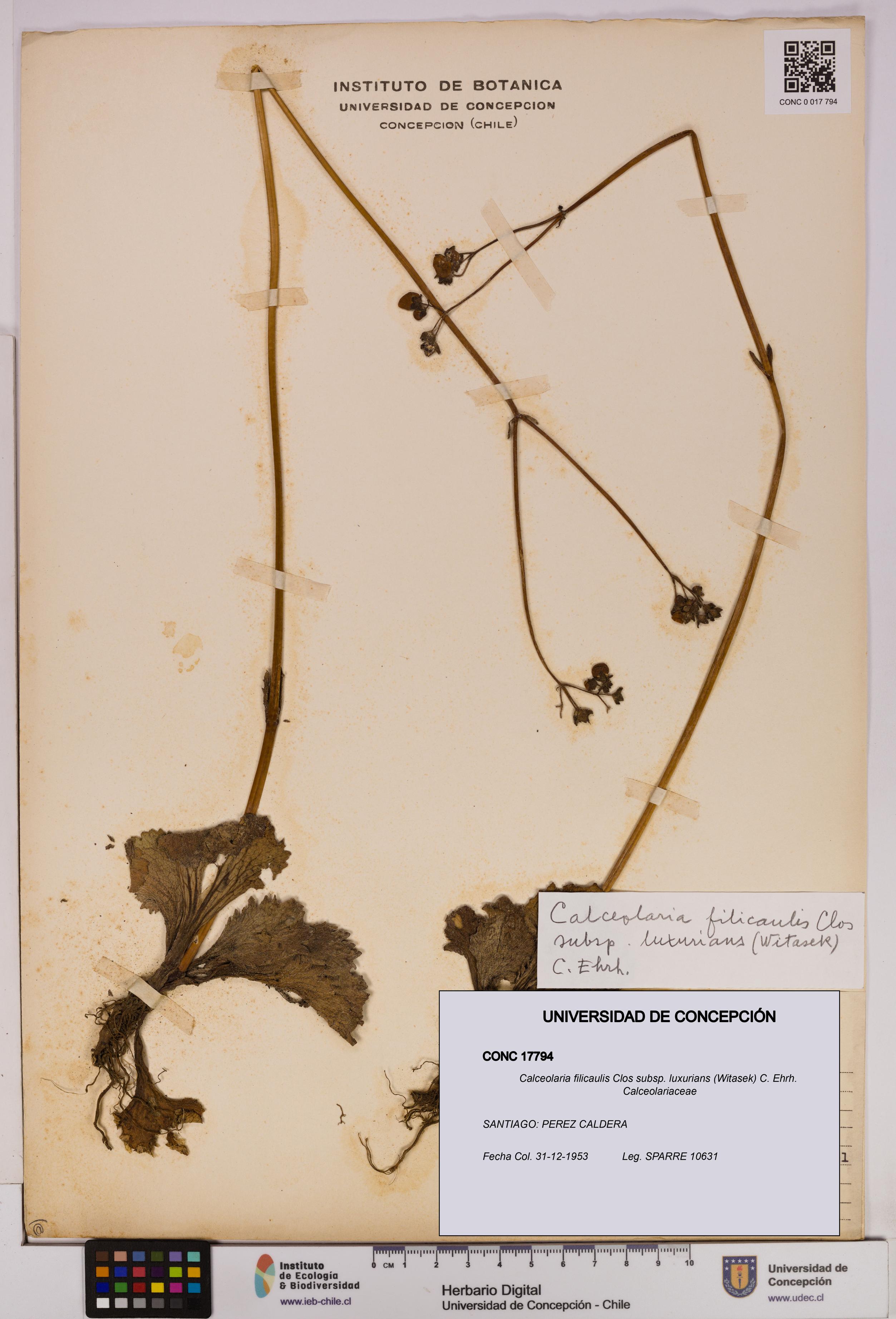 Calceolaria filicaulis [Espécimen: UDEC:CONC:0017794]
