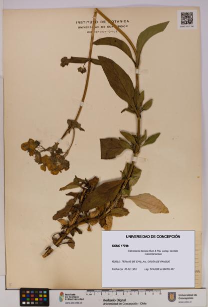 Calceolaria dentata subsp. dentata [Espécimen: UDEC:CONC:0017796]